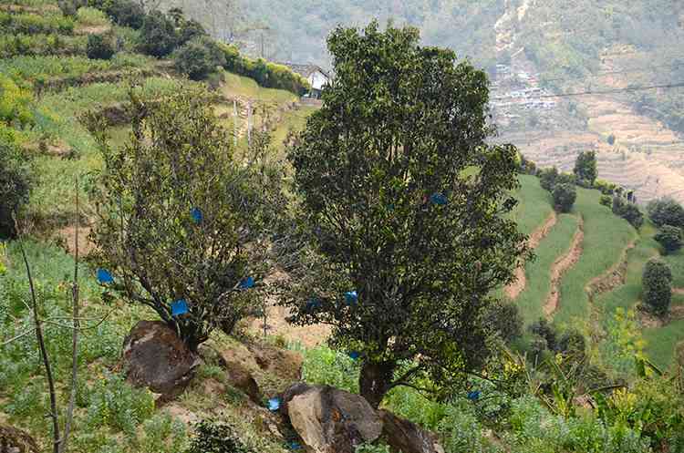 云南普洱茶厂景迈山普洱茶07年