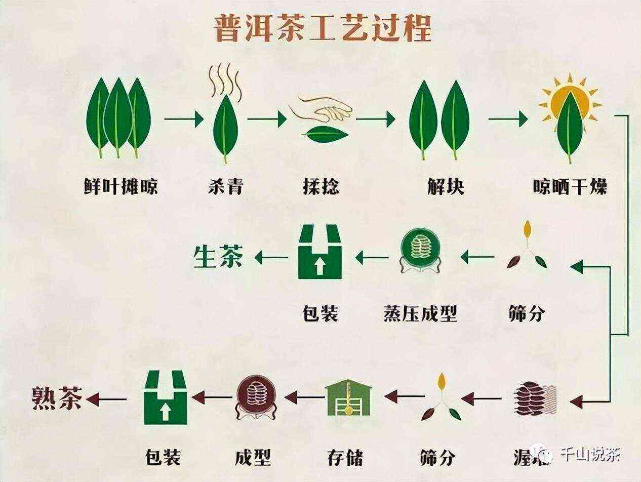 普洱茶与其他茶制作工艺更大区别