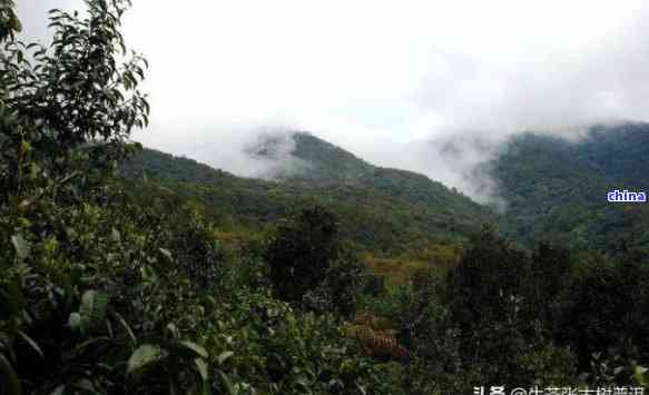 云南普洱茶名山茶：十大独特山头与大名茶山魅力探秘