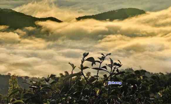 云南普洱茶名山茶：十大独特山头与大名茶山魅力探秘