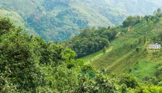 云南普洱茶名山茶：十大独特山头与大名茶山魅力探秘