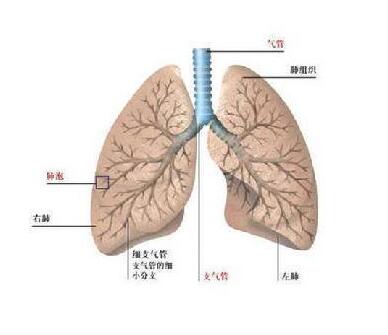 普洱茶养肺：揭示普洱茶对肺部健的奥秘