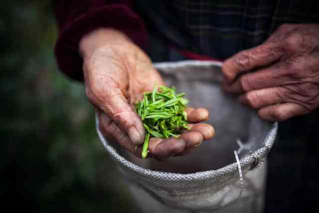 秋冬节如何选择普洱茶？生茶还是熟茶更适合饮用？