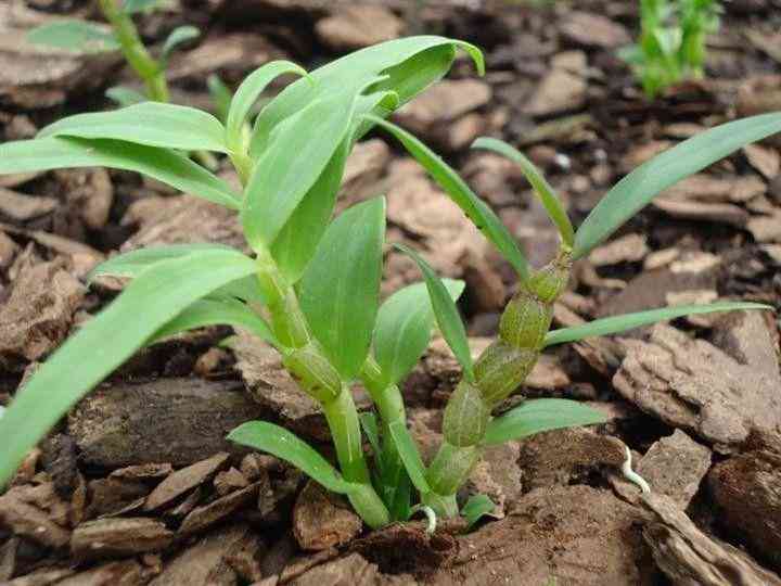 秋冬节饮用普洱茶的健益处及其医学原理