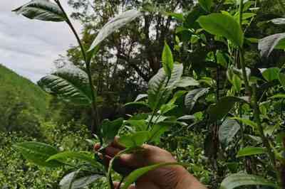 香椿林普洱茶的口感特点与功效作用位置简介