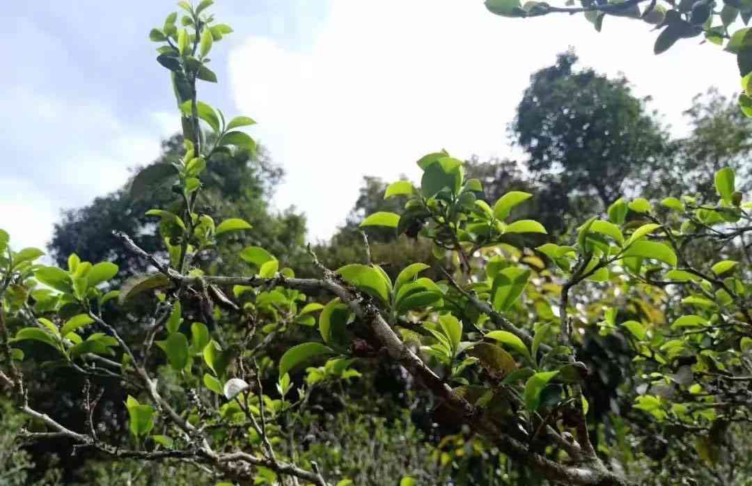 古树普洱茶香椿林口味的独特魅力