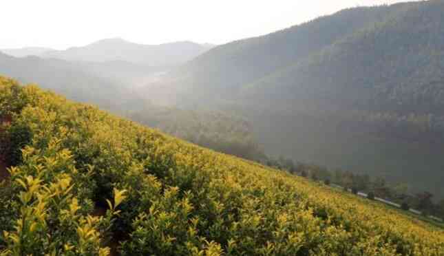 西双版纳十二山茶业精选古茶山区别、田块与私房菜，尽显原生态之美