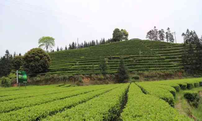 西双版纳十二山茶业精选古茶山区别、田块与私房菜，尽显原生态之美