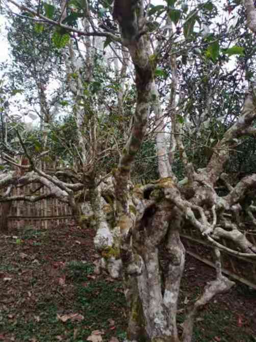 云南无量山古树普洱茶批发价及市场行情分析