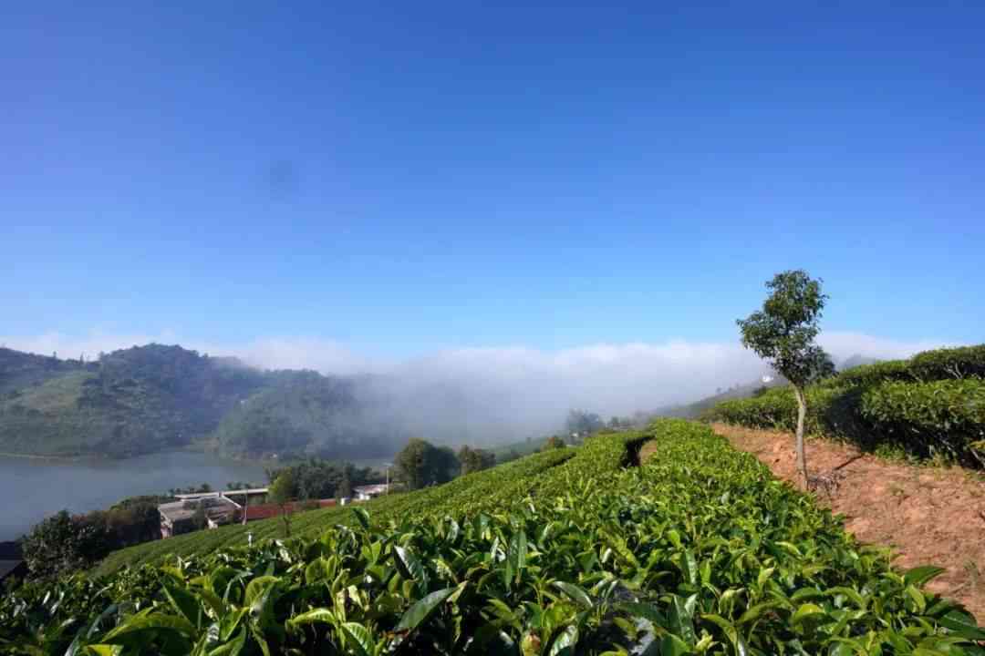 西双版纳十二山茶业精选古茶山区别、田块与私房菜，尽显原生态之美