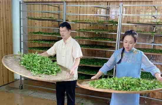 体验江西云居禅茶：一种独特的绿茶制作工艺与文化传承