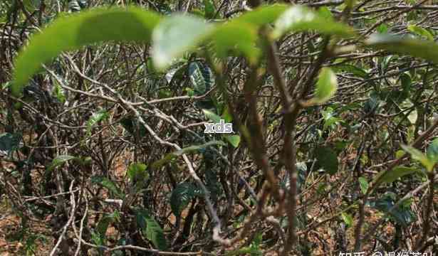 普洱茶藤条古树口感，简介与比较：普洱茶藤条与古树茶哪个好？