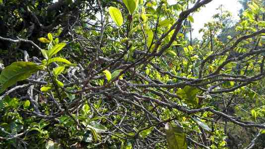 普洱茶藤条古树口感，简介与比较：普洱茶藤条与古树茶哪个好？