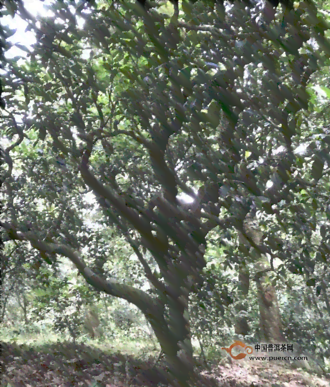 芭蕉林普洱：古树青茶的独特魅力与功效