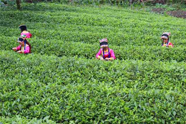 庆号普洱茶：产地、、古树茶的优质选择及价格解析