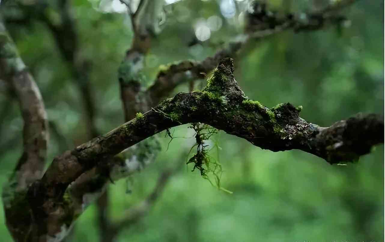 普洱茶的运输方式及要求：从哪个朝代开始，如何保证品质？