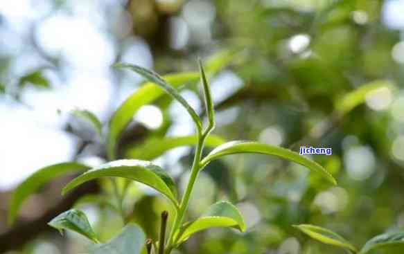 普洱茶与普洱草的形态特征对比：一文看清它们的区别