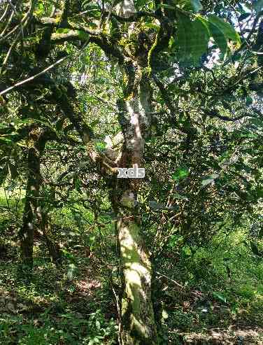 普洱茶中的藤条古树：岁月沉淀的味道