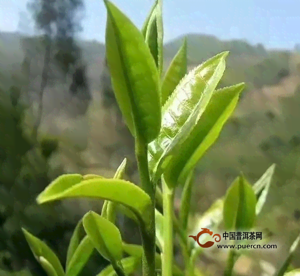 普洱茶春茶小树茶价格大全：探索高品质茶叶的实选择及品鉴技巧