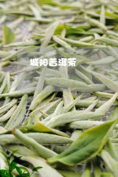 阳城普洱茶