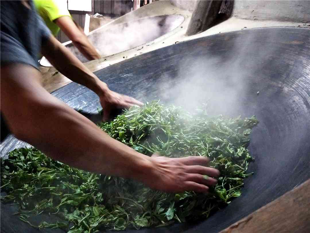 生普龙井茶：品种特点、口感对比与选购指南