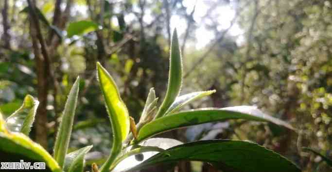 探索普洱茶独株品种：一种独特的茶叶体验