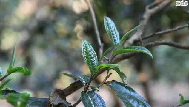 普洱茶中的高杆：一种独特的茶叶形态及其品鉴方法