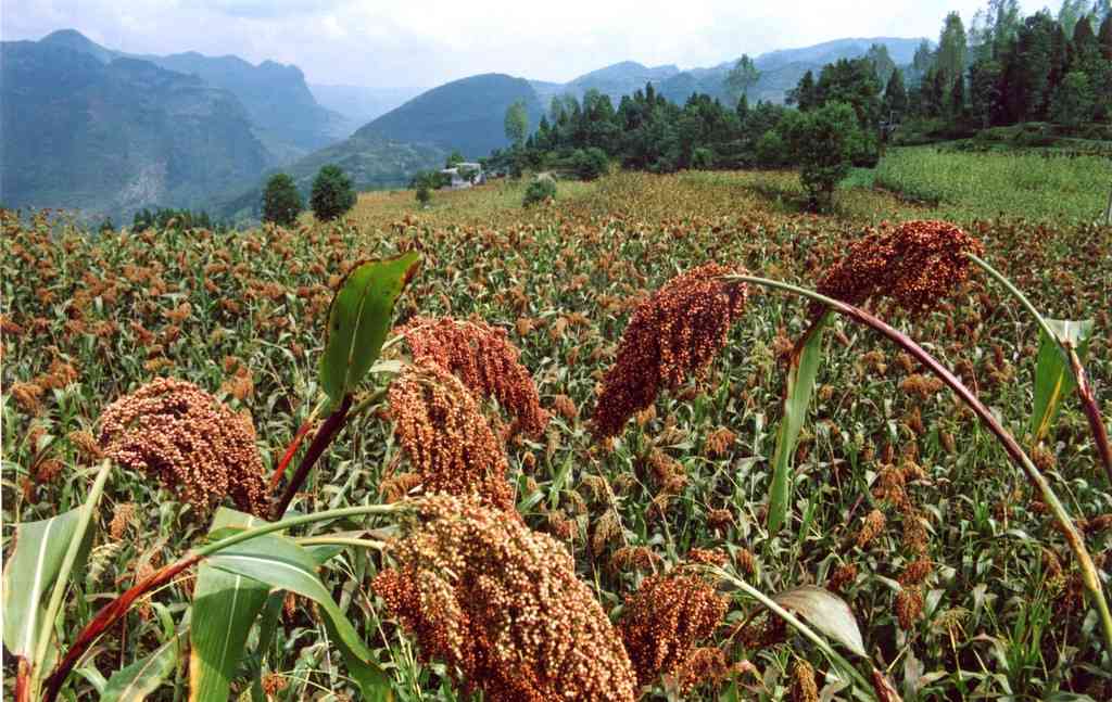 高粱晋糯3号：浙江种植适应性与亩产，优质种子推荐