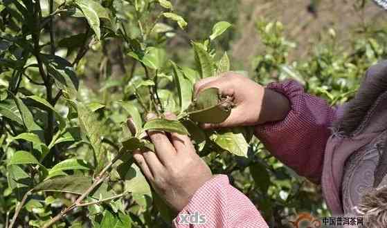 冬方普洱茶：采摘时间、功效及饮用节全解析