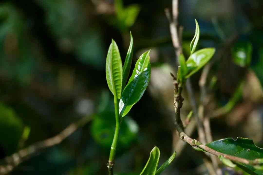 唱衰普洱茶