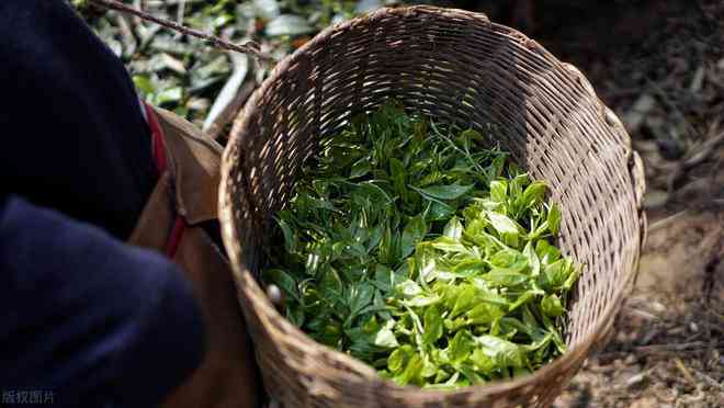 普洱茶春茶与秋茶的区别，采摘时间及口感对比，价格分析，茶如何区分。