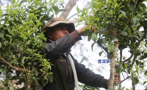 张国普洱茶：古树之韵，岁月沉淀的香醇味道