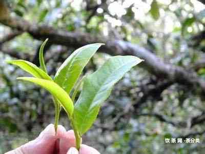 勐鑫普洱茶：古树茶香，润喉养胃的新选择