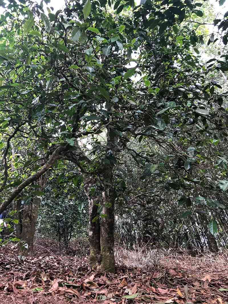 古树芍花普洱茶：源自云南大叶种，绽放清新淡雅风味