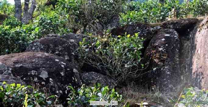 岩石普洱茶：名山古树，陈香浓，品味云南的独特魅力