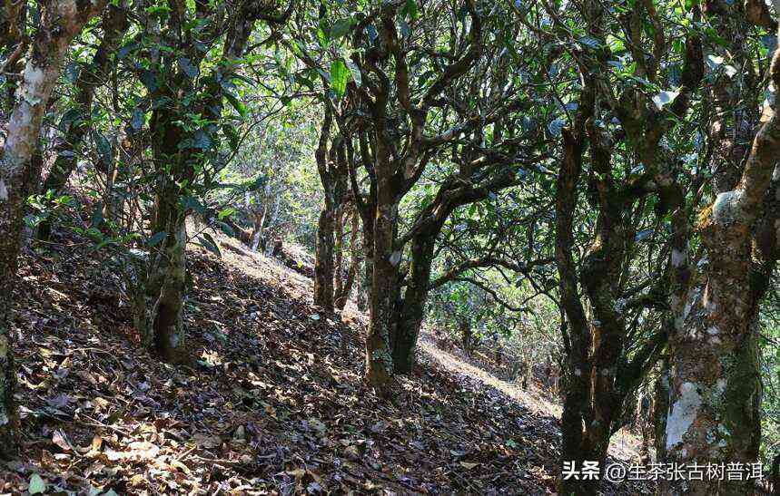 云南原生态：坝歪普洱生茶的纯净韵味与独特风味