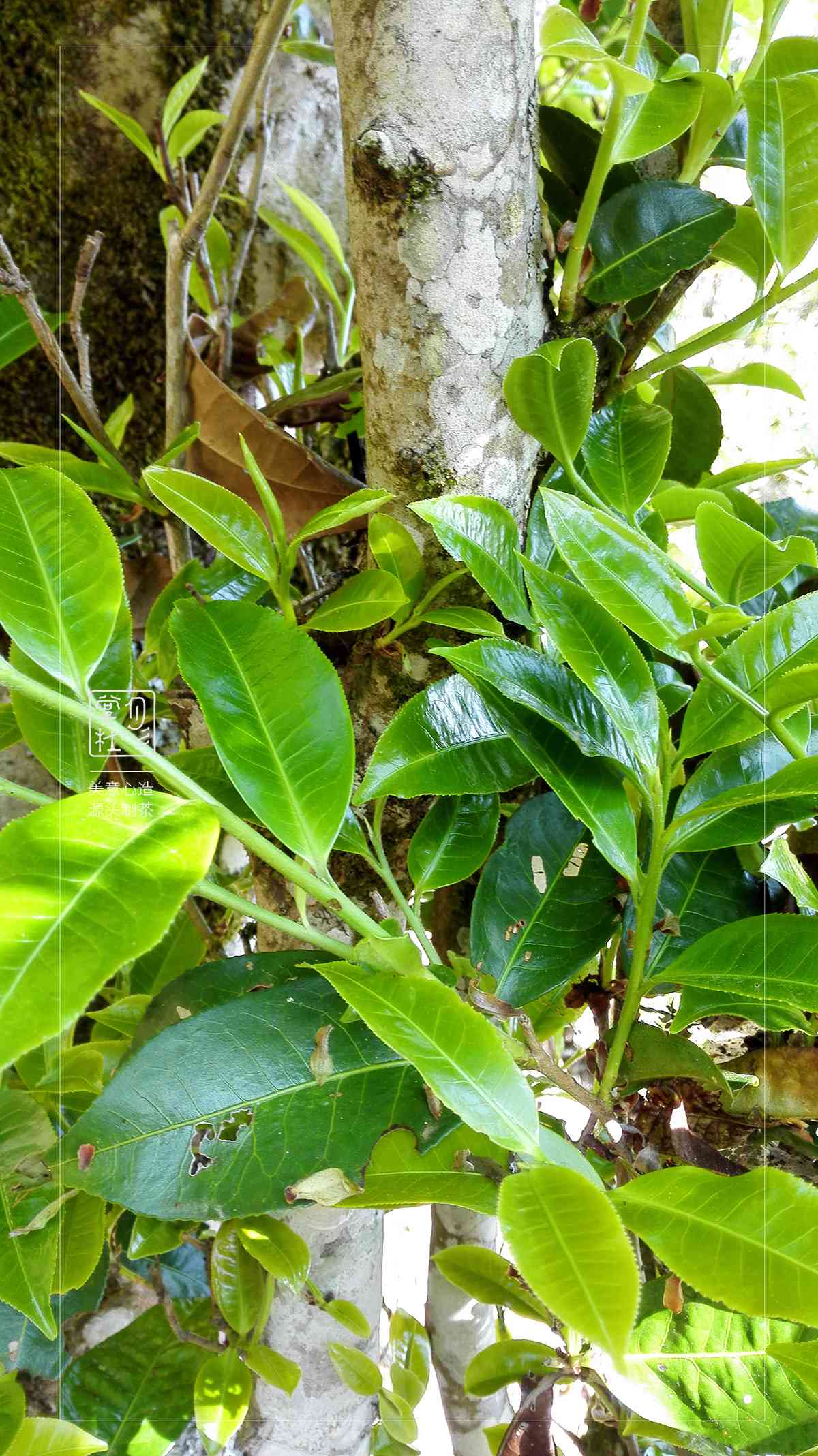 普洱茶淡点好还是浓点好：个人口味决定，探讨普洱茶的浓淡之道