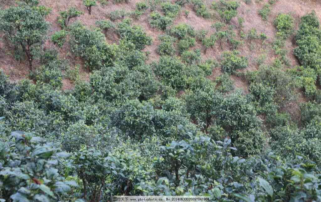 百茶园：普洱茶的生态乐园与文化传承地