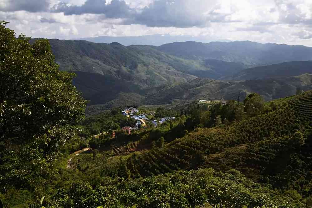 荒山普洱茶：片区、特点、价格、茶类及概念解析