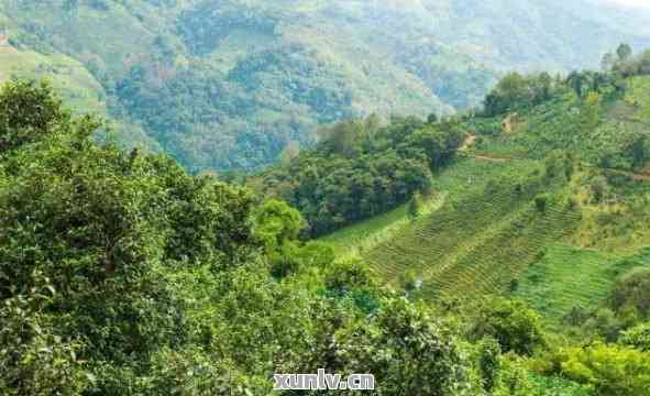 云南六山普洱茶：古树韵味，茶马文化，生态珍品