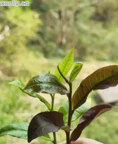 紫茎普洱茶：特点、功效与泡法全面解析，助你了解这款云南名茶