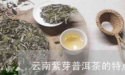 紫茎普洱茶：特点、功效与泡法全面解析，助你了解这款云南名茶