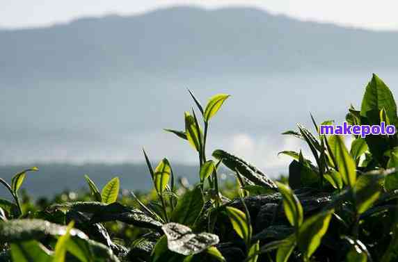 域邦普洱茶的简介和产地，怎么样？官方网站