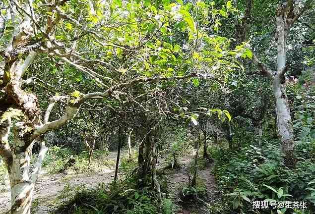 普洱茶清山