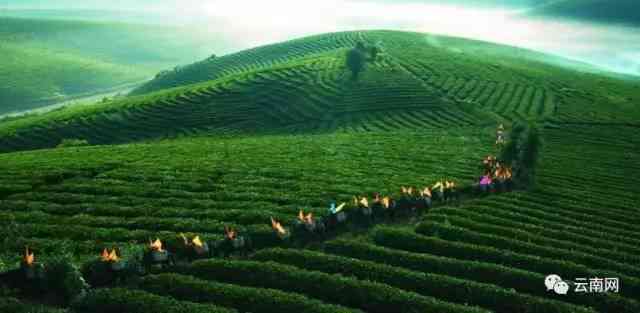 普洱茶清山