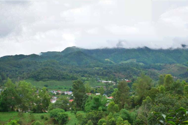 普洱茶清山