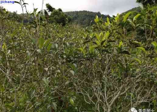 普洱茶黄草林：一款全面了解的茶叶品种及其产地详解