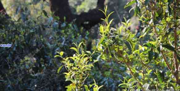 普洱茶黄草林：一款全面了解的茶叶品种及其产地详解