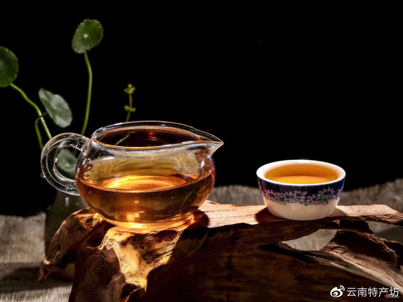 云南特产槚普洱茶：古树茶香韵，健生活新选择