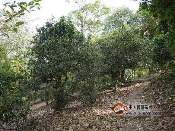 鼎兴普洱茶拍卖：从茶树品种到收藏价值全方位解析与竞拍指南